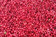 Почему клюква такая полезная: что будет, если ее есть