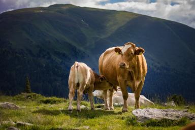 Ученые рассказали о возможности клонирования средневековых коров