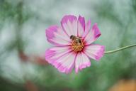 Цветок Пчела