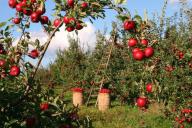 Как сделать вкусный яблочный компот без стерилизации: интересный способ