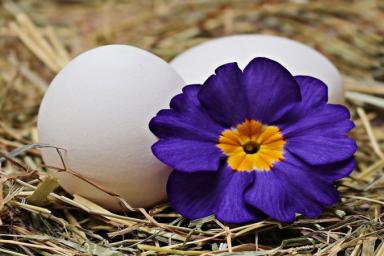 Коричневые и белые яйца: какая между ними разница, о чем нужно знать