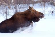 рашкин лось