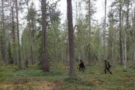 граница лес