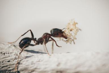 10 самых эффективных народных методов борьбы с муравьями на участке