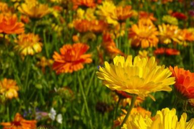Польза бархатцев на огороде: 4 неожиданных свойства цветов