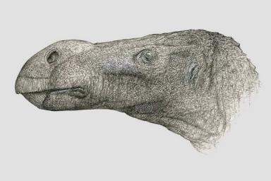 На британском острове Уайт нашли останки динозавра с редким носом