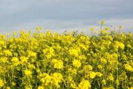 Что делать, если посеянная под зиму горчица не взошла