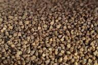 10 лучших рецептов с гречкой