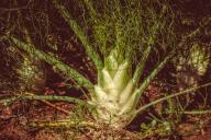 Как избавиться от хмеля на своем участке: самые эффективные методы борьбы