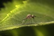 10 растений, отпугивающих комаров на даче