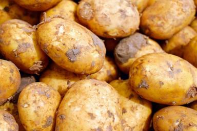 Почему зеленеет картофель при хранении и как этого избежать