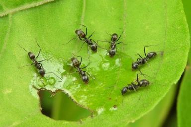 Как избавиться от муравьев на дачном участке: 3 эффективных способа
