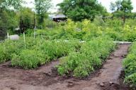 Как правильно завершить дачный сезон: 10 важных дел в саду и огороде осенью