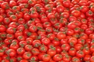 3 распространенные болезни помидоров: как с ними бороться