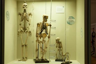 Найдены окаменелости, решившие споры о древнем предке человека