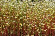 С чем нужно употреблять в пищу гречку, чтобы она принесла вам максимум пользы