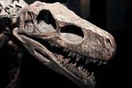 Останки динозавра 