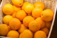 Как вырастить апельсин в огороде: 4 важных этапа