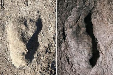 Неизвестный предок человека оставил в Африке следы возрастом 3,7 млн лет