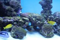 Эксперимент с участием рыб-лучников показал, что они могут различать числа