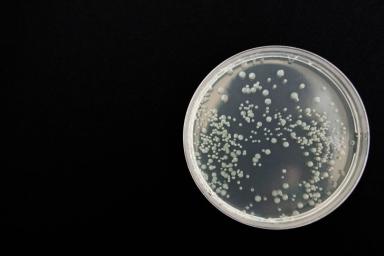 Биологи университета Чалмерса нашли бактерии, разлагающие пластик на суше и под водой