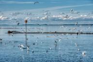 Гуано поможет восстановить озера Арктики после промышленного загрязнения