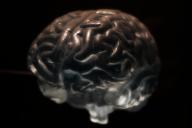 Ученые: секреты мозга скрыты в его складках и морщинах