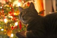 Ветеринар рассказала, почему коты лезут на новогоднюю елку
