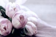 Как поливать цветы в горшках: 3 основных способа