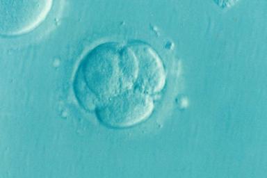 Искусственный эмбрион человека смог начать имплантацию в пробирке