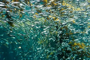 Хаос в косяках рыб объяснили закислением Мирового океана