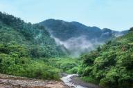 Тропические леса могут восстанавливаться после обезлесения очень быстро и самостоятельно