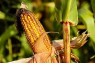 Как увеличить количество початков кукурузы с одного растения
