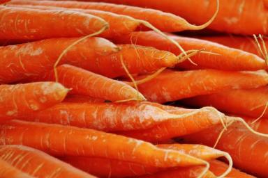 Подзимняя посадка моркови: важные моменты