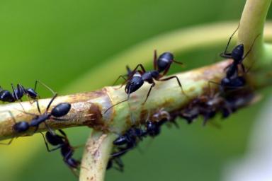 Как уничтожить муравьев в цветочных горшках