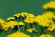 6 растений, которые противопоказано подкармливать в холодное время года