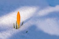 Способы утепления зеленых насаждений в саду зимой