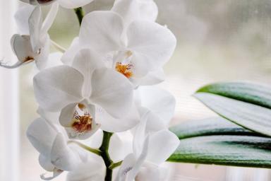 Как изменить почву для орхидей, если корни загнили