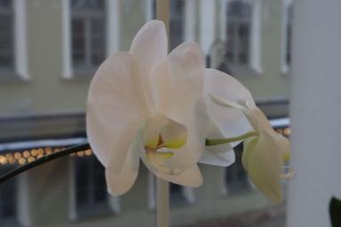 Как правильно поливать орхидеи. Советы и секреты