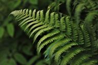 Как бороться с вредителями, опасными для папоротников