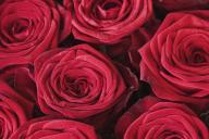 Как правильно подготовить розы к морозам: важные шаги