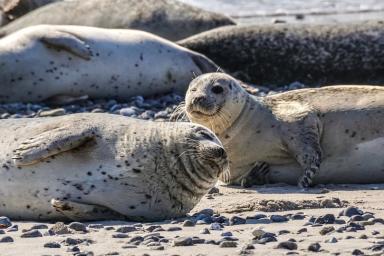 Ученые «наняли» тюленей для изучения недоступных кораблям участков океана