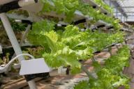 Из какого материала должна быть теплица