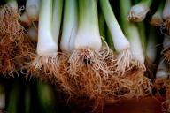 Лук-порей на огороде: секреты богатого урожая