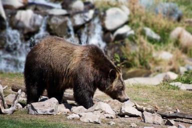 В Ташкенте мать бросила дочку в вольер к медведю в зоопарке. Возбуждено уголовное дело