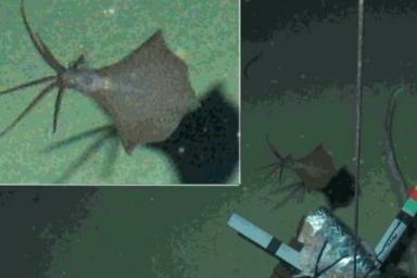 Самый глубоководный кальмар в мире обнаружен на глубине более шести километров
