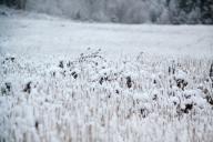 Космический хлопок помог ученым выяснить, как развивается эта сельхозкультура