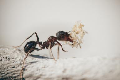 Ученые в Панаме рассказали, как муравьи «лечат» раненые деревья