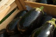 Как правильно вырастить рассаду баклажанов: досадные ошибки огородников