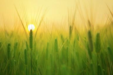 Озоновое загрязнение воздуха в Китае снизило урожайность пшеницы